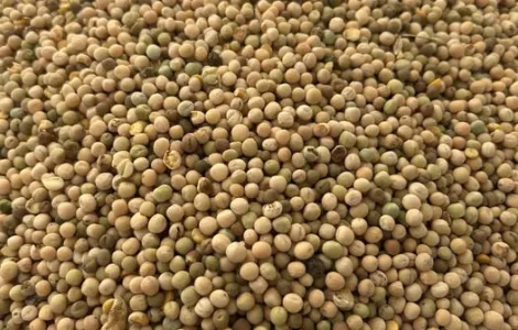 Якісний кормовий горох на продаж