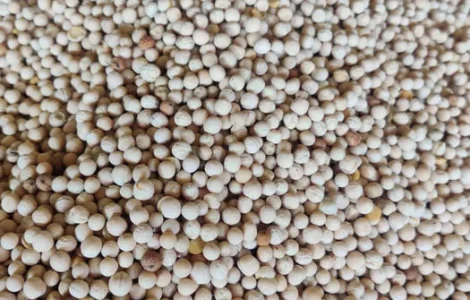 Горох нісіневий і кормовий