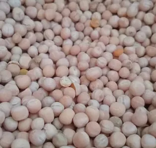 Кормовий горох