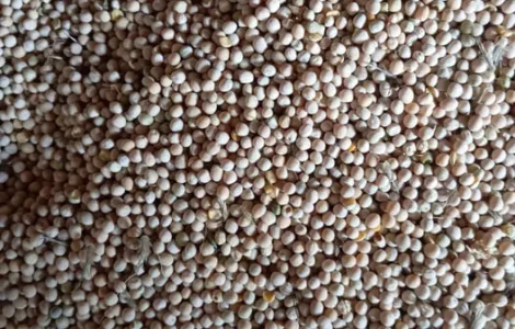 Продам кормовой горох.