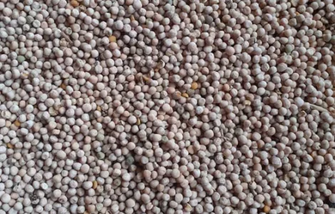 Продаю кормовий горох