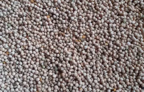 Продаю кормовой горох