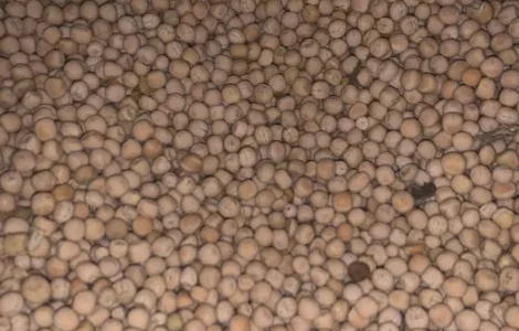 Продам горох для корму