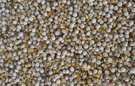 Продам горох кормовий збір 2025