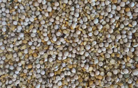 Продам горох кормовий збір 2025