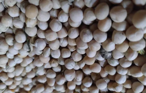 Продам горох кормовий 2025 года