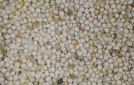 Продам горох фураж на корм