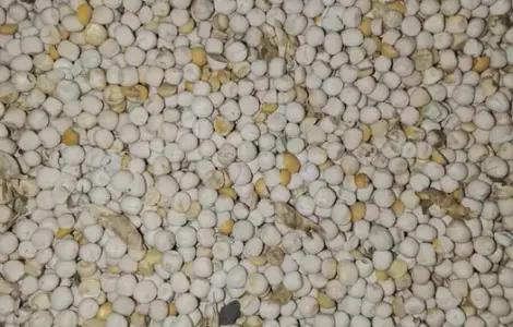 Продам горох фураж на корм