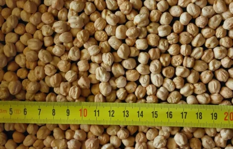 Нут Арас Крупноплідний турецький