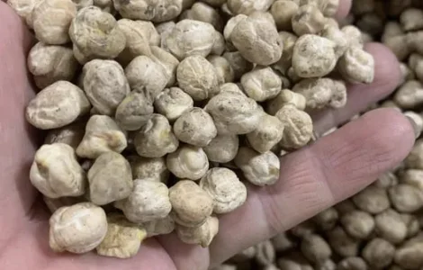 Нут , турецький горох