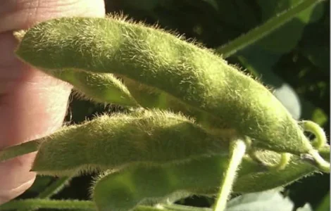 Насіння сої під раундап