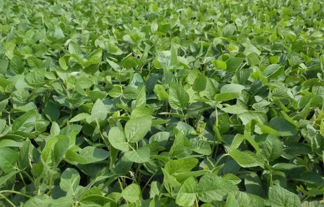 Посівна соя