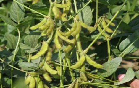 Продаж насіння сої сорту Венус