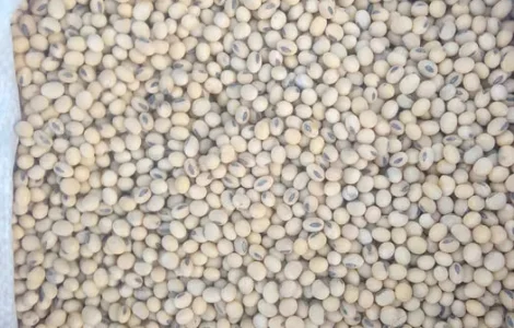 Продается посевная соя по 15 гривен за килограмм