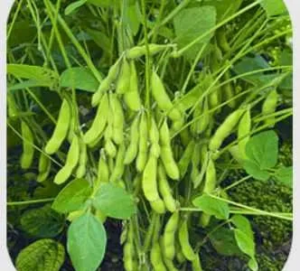 Насіння сої гмо (під раундап) Рубі, Стайн