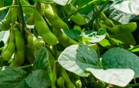 Продам сою на посів гмо (під раундап) Аполло