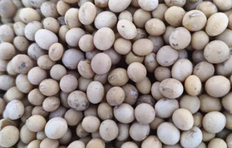 Продается соя АББІ для посева