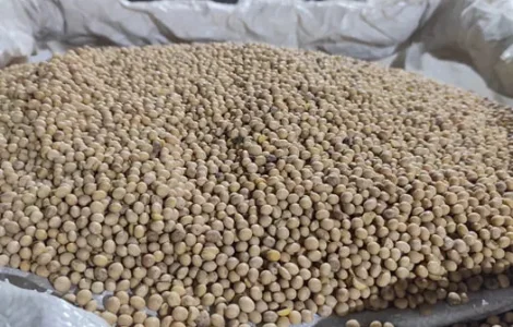 Соя посівного 2025 року, сорт ОЛДХЕМ