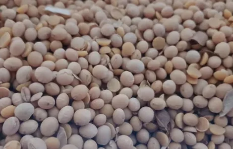 Продам сою сорт"Абі" під раундап і пшеницю 4-клас