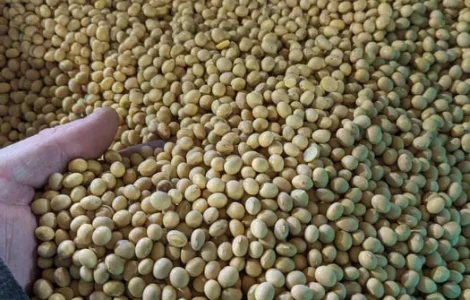 Продается семена сои сорта АПОЛЛІНА