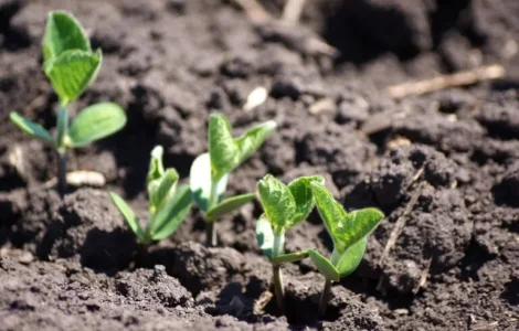 Насіння сої S0009-M2 на посів