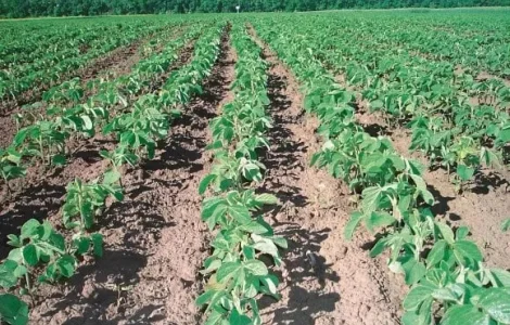 Насіння сої під раундап Валюта