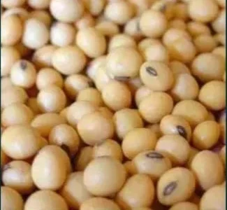 Соя Сенсор для продажи - высокая урожайность