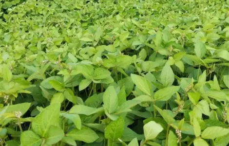 Продам сою Канзас, насіння сої, соя під Раундап