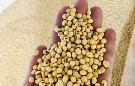 Соя рання на посів, Пшениця очищена на муку