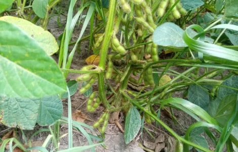 Соя посівна під раундап