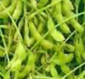 Соя супер рання махоня під раундап .