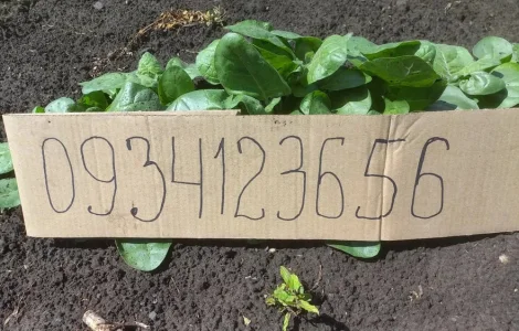 Розсада табака кріпкого