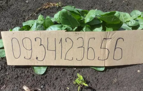 Розсада табака кріпкого