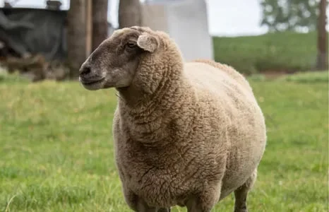 Продаються барани живцем та тушками