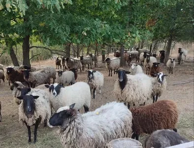 Пропонується баранина живою вагою та тушкою