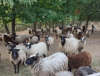 Продам баранину,ягнятіну живою вагою або тушкой