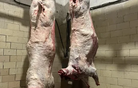 Продаж туш баранини