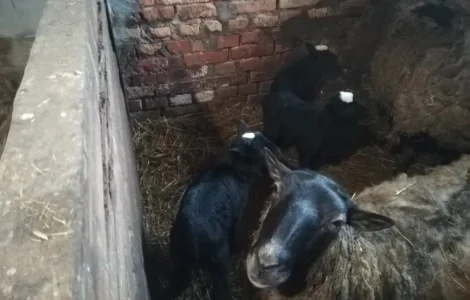 Ягнята овечок романівської породи, тушки