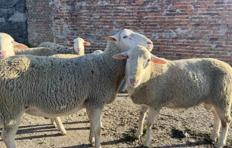 Баранина живою вагою, тушки