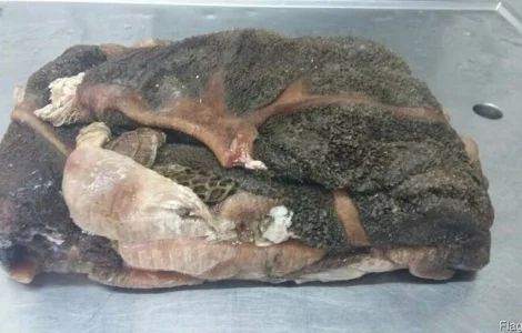 Куплю мытый говяжий рубец