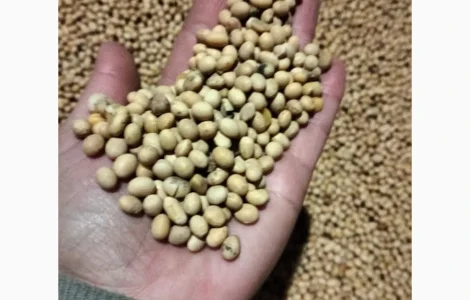 Продам соя 2026