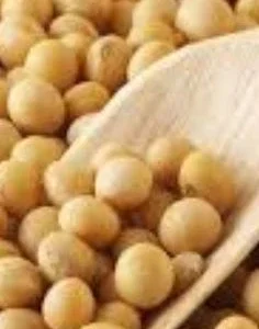 Закупаем сою ГМО и без ГМО