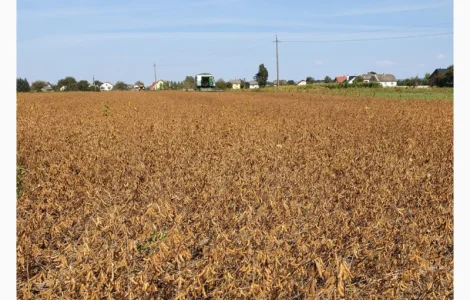 Пропонується насіння сої АПОЛЛО