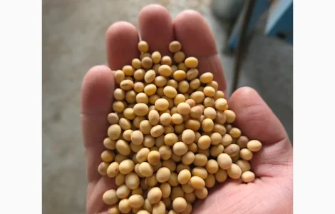 Продаж насіння сої DREM