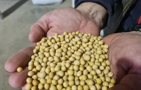 Продаж насіння сої ГМО АББІ (Канада)