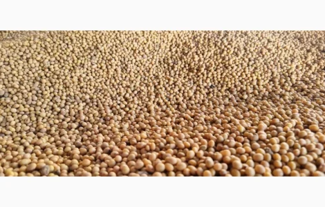 Пропонується насіння сої СЕДНА (Канада)