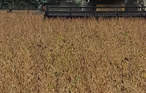 Купую сою ГМО та не ГМО в м. Львів