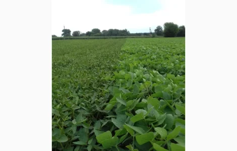 Продажа товарной и посевной сои с НДС и без