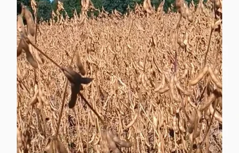 Продається соя ВАТСОН – 20-25 тонн