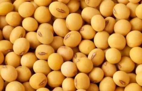 Сорт сои ОАЦ Страйв - репродукция